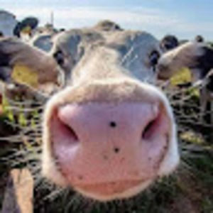 Meet your Posher, Sierra